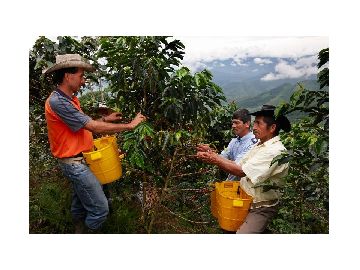 Coffee Farmers