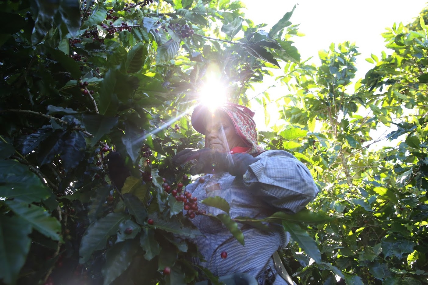 How Dunkin’ Is Helping Ensure The Future of Coffee