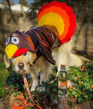 dog4