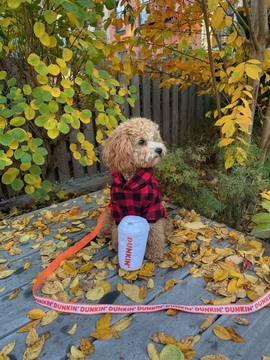 dog3