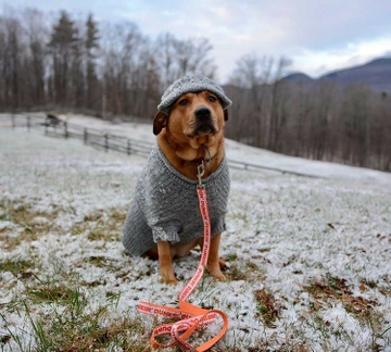 dog1