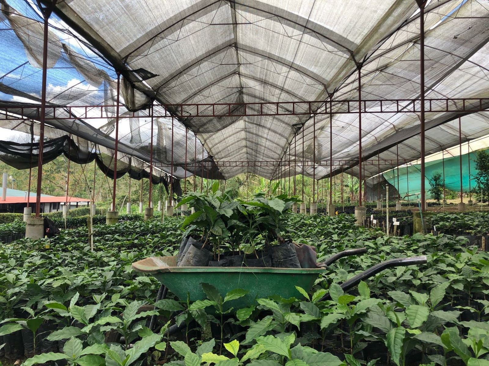 Dunkin’ Helps Create a Better Future for Coffee Farmers