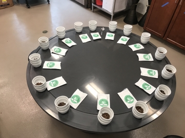 WCR Cupping