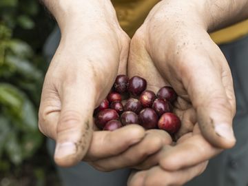 Coffee Sustainability 3 Coffee Sustainability 3