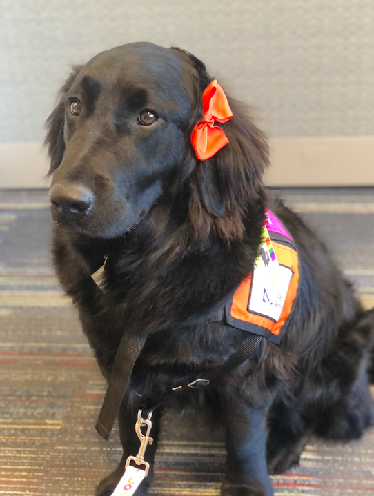 A Special Valentine: Meet Valentina, The Newest “Dogs for Joy” Therapy Dog