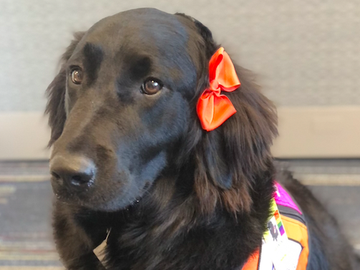 A Special Valentine: Meet Valentina, The Newest “Dogs for Joy” Therapy Dog A Special Valentine: Meet Valentina, The Newest “Dogs for Joy” Therapy Dog
