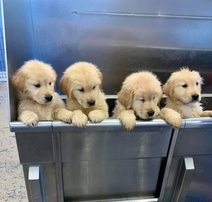 Meet the 7 Fluffy Additions to The Dunkin’ Joy in Childhood Foundation’s Dogs for Joy Program