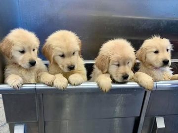 Meet the 7 Fluffy Additions to The Dunkin’ Joy in Childhood Foundation’s Dogs for Joy Program