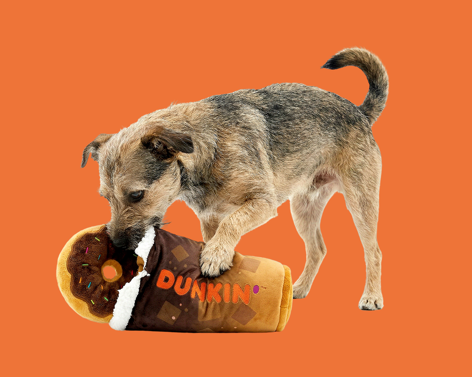 Celebrate National Dog Day with Dunkin’® and BARK®
