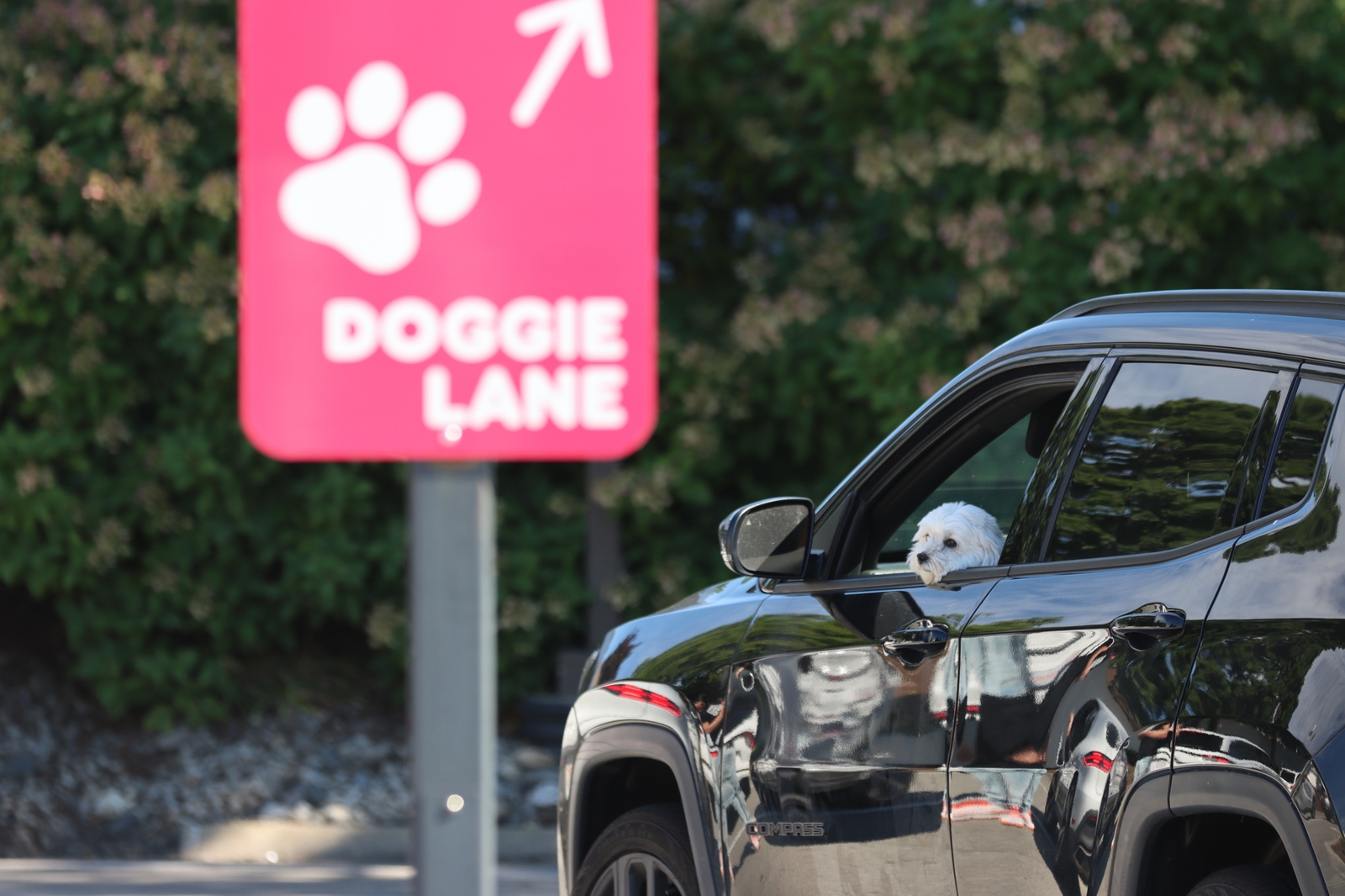 Dunkin’ for Dogs