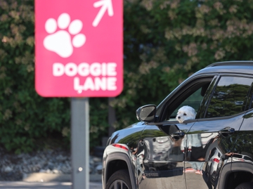 Dunkin’ for Dogs Dunkin’ for Dogs