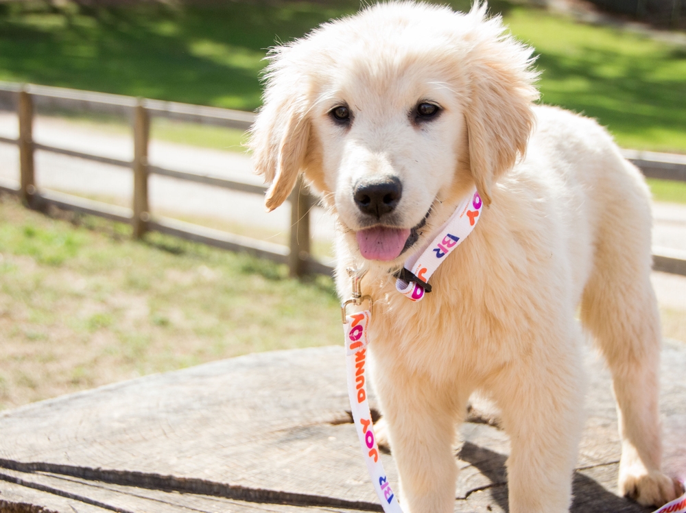 The Joy in Childhood Foundation Brings 11 In-residence Service Dogs to Pediatric Hospitals Nationwide