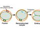 OHSU Primate Center Scientists Develop Gene Therapy Method to Prevent Some Inherited Diseases