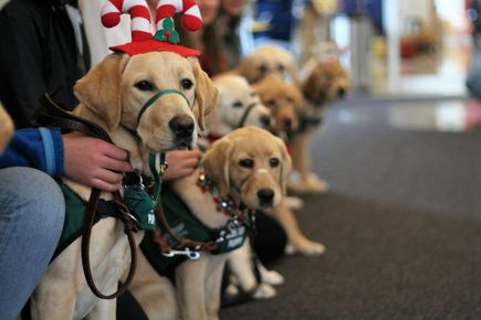 Sightmasters puppies