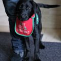 Sightmasters puppies