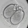 2-cell stage
