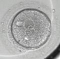 Zygote 1-cell stage