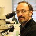 Claudio Mello, M.D., Ph.D. in the lab