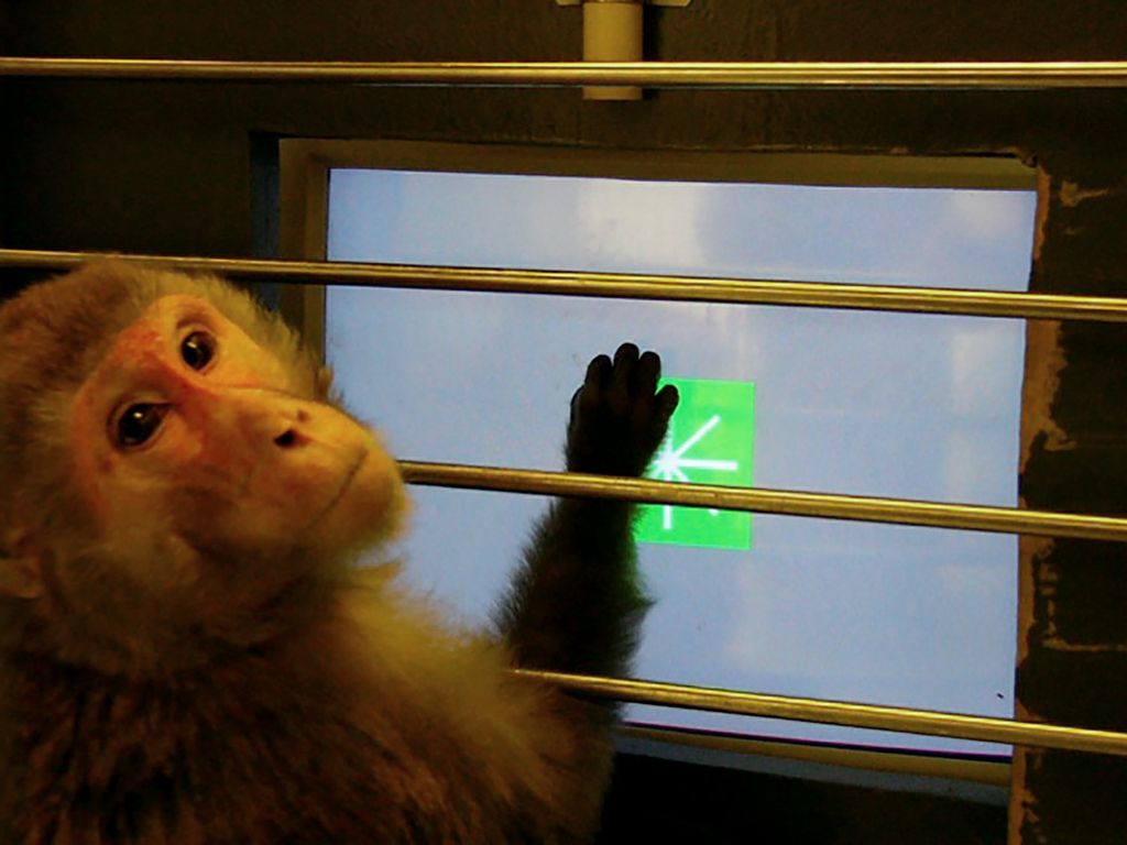 rhesus monkey looking at a computer