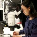 Lingyan Wang, Ph.D., in lab