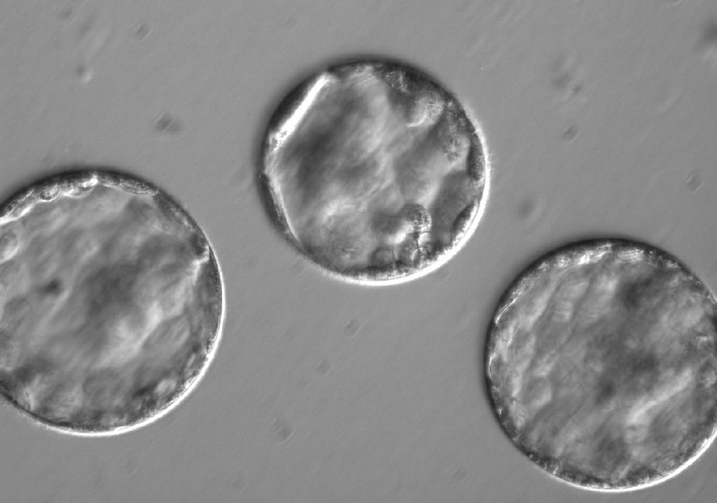 Germline: Blastocyst 3