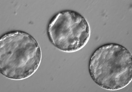 Germline: Blastocyst 3