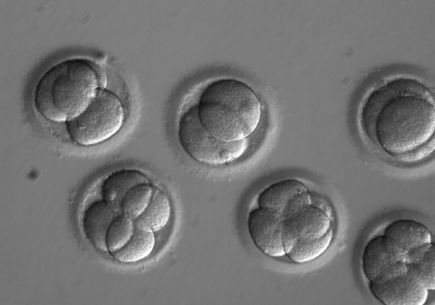 Germline editing: D2-1