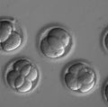Germline editing: D2-1