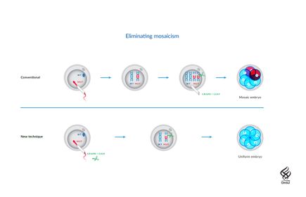 Germline editing: Illustration