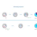 Germline editing: Illustration
