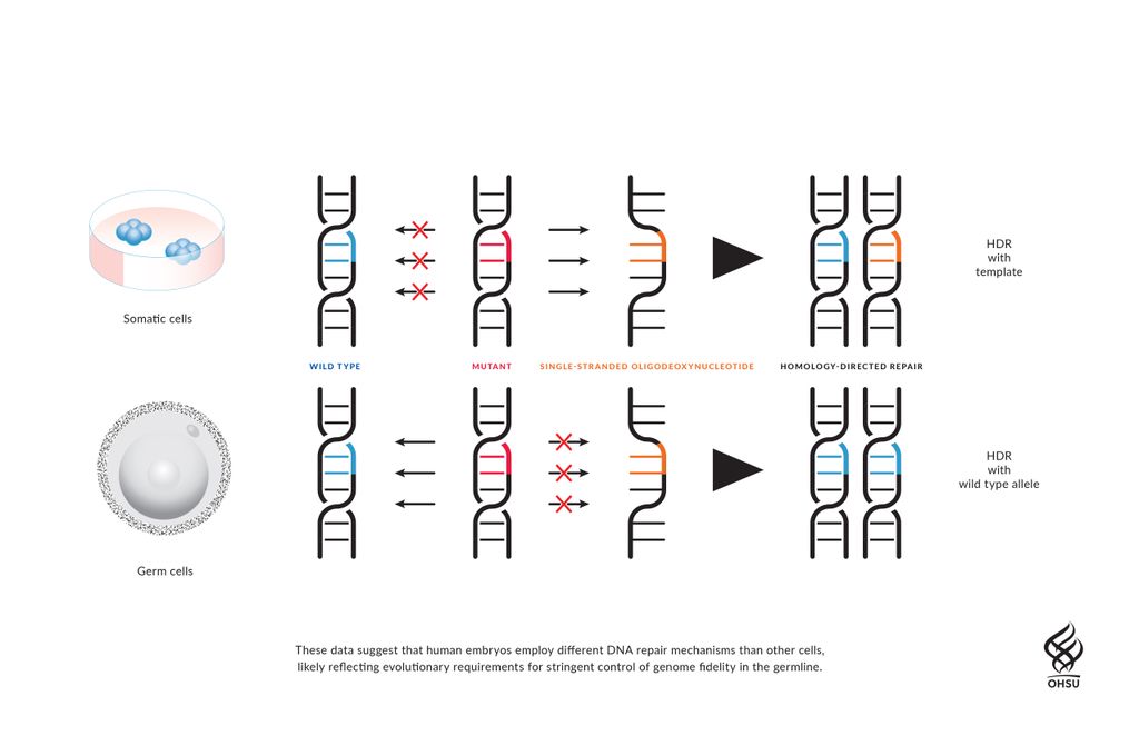 Germline editing: Illustration