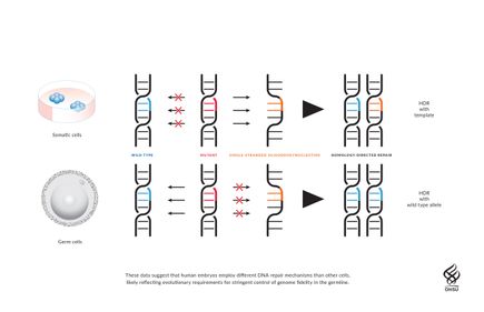 Germline editing: Illustration