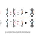 Germline editing: Illustration