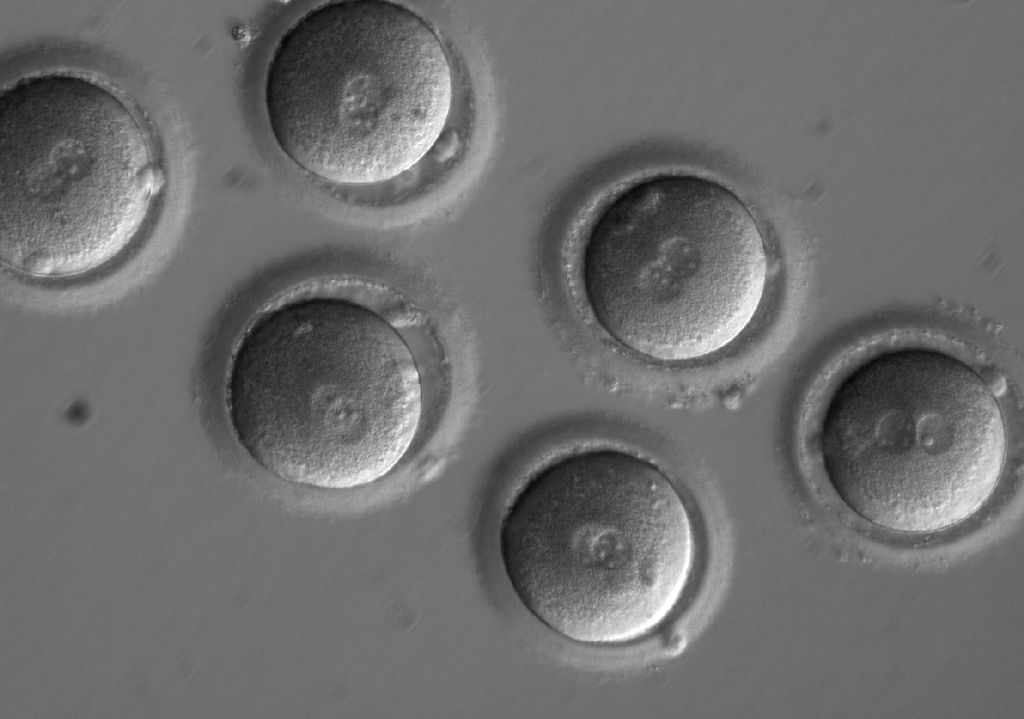Germline editing: PN 1