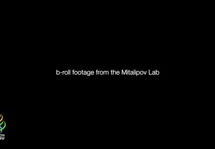 VIDEO: Download video footage from the Mitalipov Lab