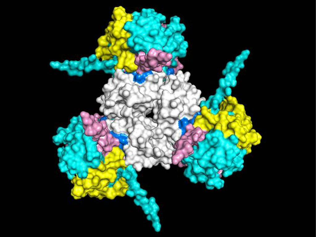 MIF cytokine