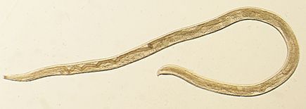 Thelazia gulosa - cattle eyeworm