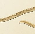 Thelazia gulosa - cattle eyeworm