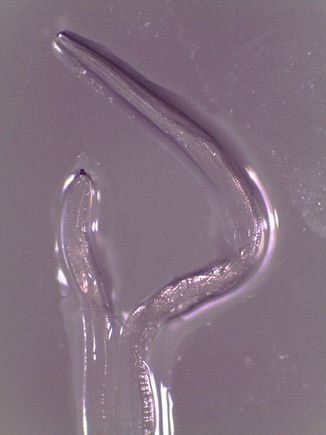 Thelazia gulosa - cattle eyeworm