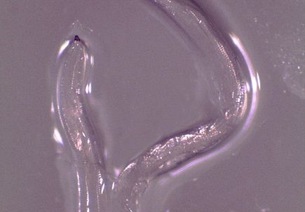 Thelazia gulosa - cattle eyeworm