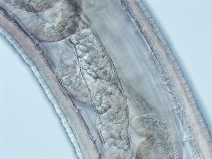 Thelazia gulosa - cattle eyeworm
