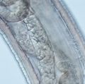 Thelazia gulosa - cattle eyeworm