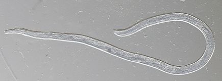 Thelazia gulosa - cattle eyeworm