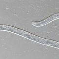 Thelazia gulosa - cattle eyeworm