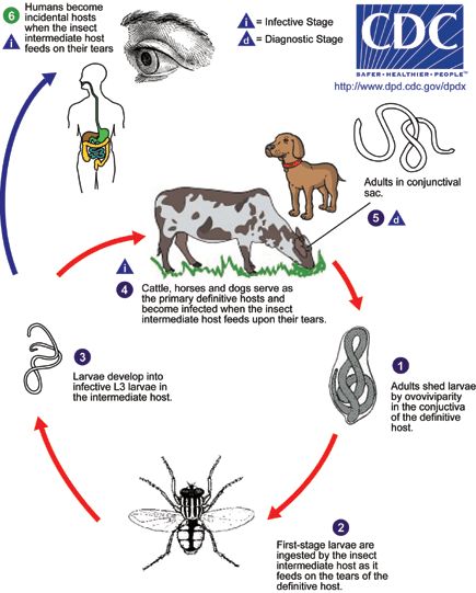 Thelazia life cycle