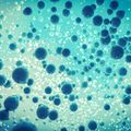 Cells