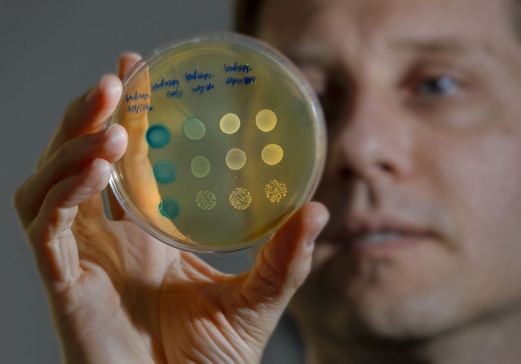 man holding up a petri dish filled with cultured bacteria