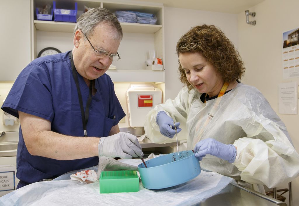 two doctors looking at a placenta in a bowl