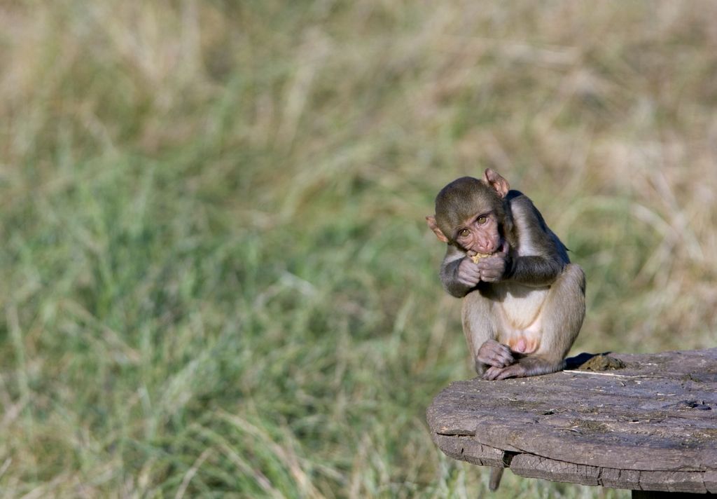 a macaque squatting on a log and eating something