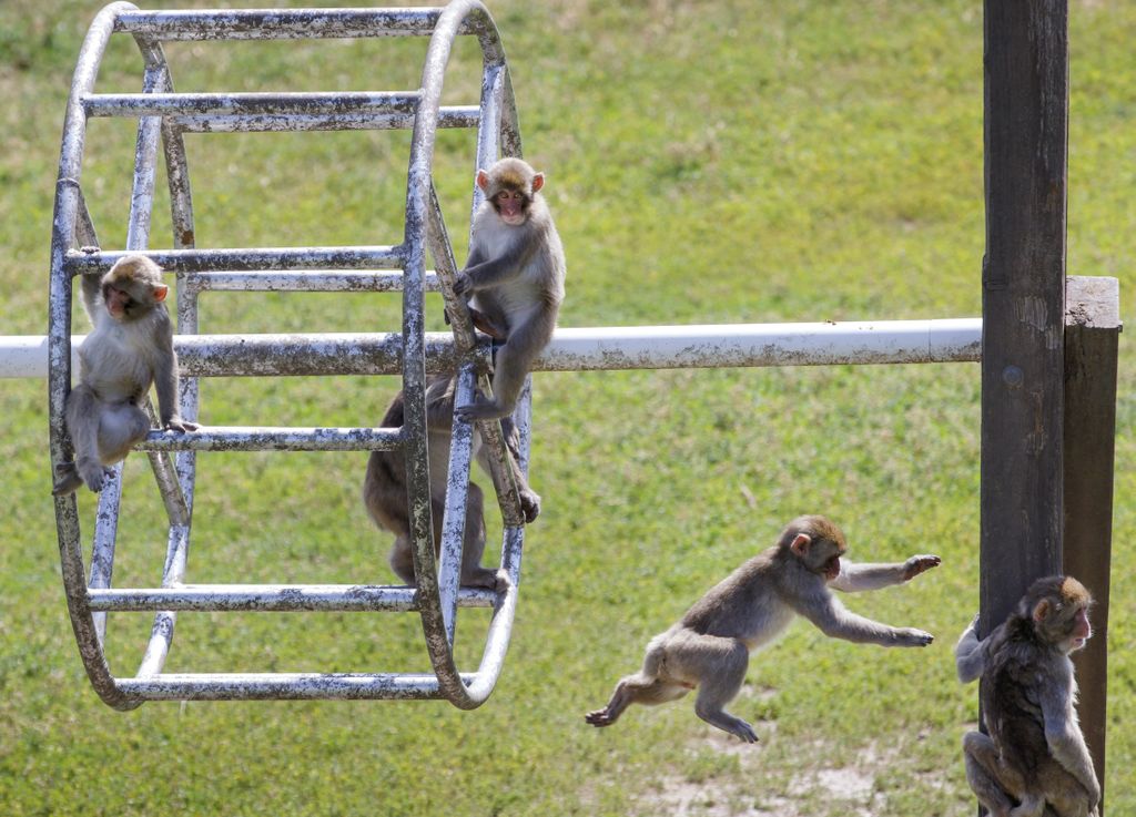 Japanese macaques